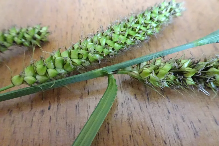 elektricien in Zegge